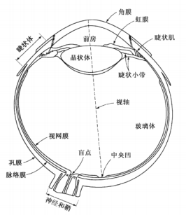 眼球矢状切面简图图片