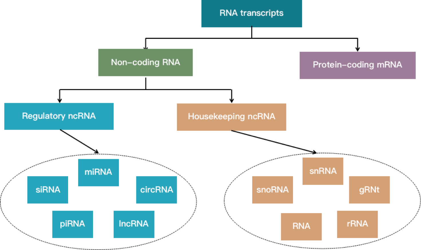基因调控分析之非编码rna