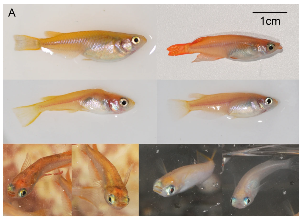 看不见的大猩猩读书笔记摘要 Csdn