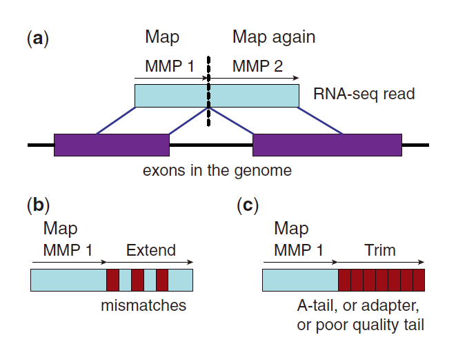 STAR 速度超快的 RNAseq aligner_spliced transcripts alignment to a