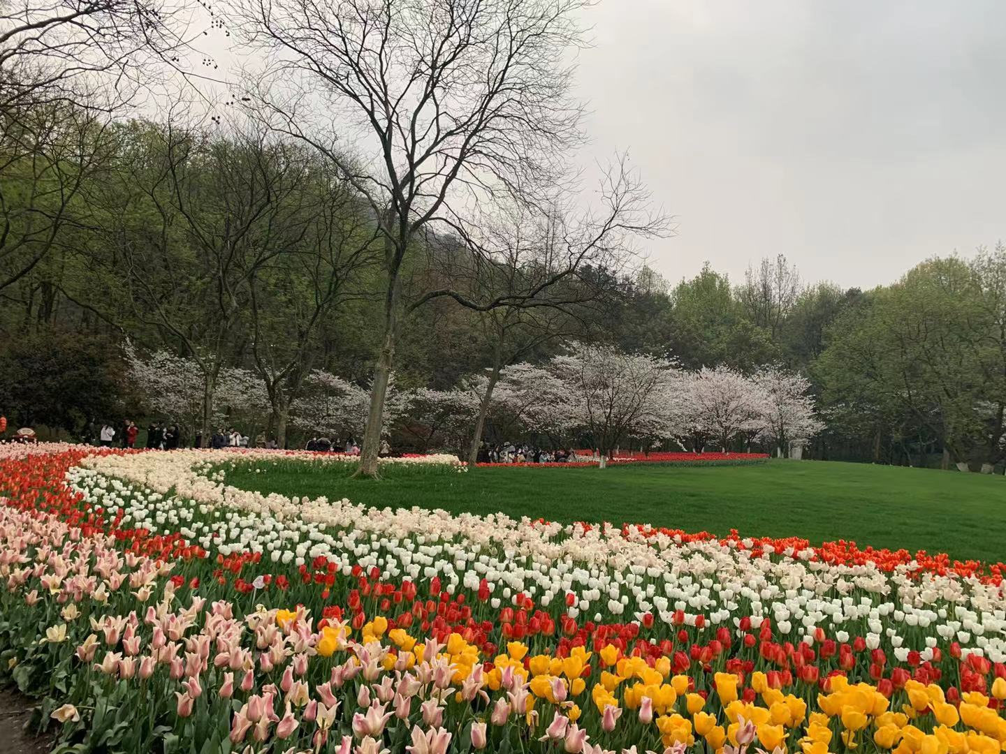杭州五大赏樱地