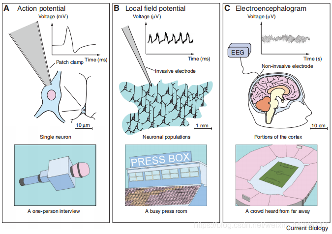 【脑电数据处理】electrophysiology and EEG(AP\LFP\ECoG\EEG)_lfp+ap-CSDN博客