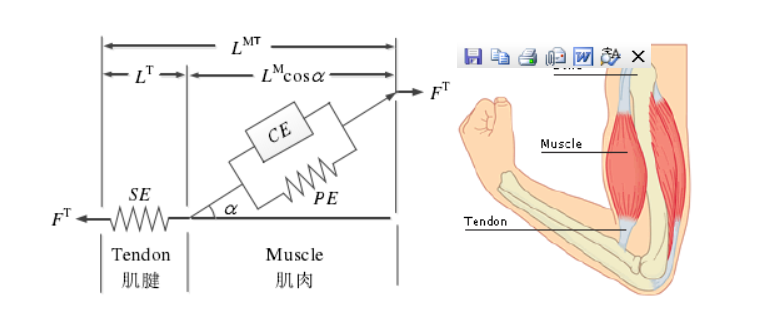 运动生物力学软件OpenSim入门及进阶——（一）解剖生理学_anybody和opensim-CSDN博客