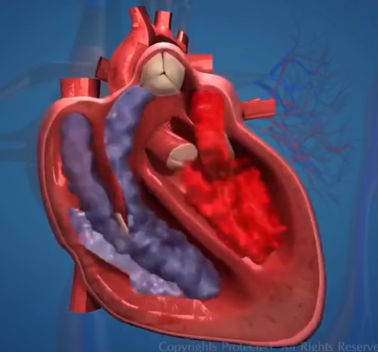 心脏有关知识点