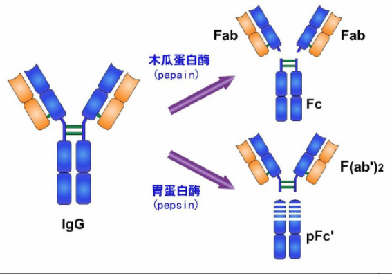 木瓜蛋白酶和胃蛋白酶对免疫球蛋白ig处理的不同