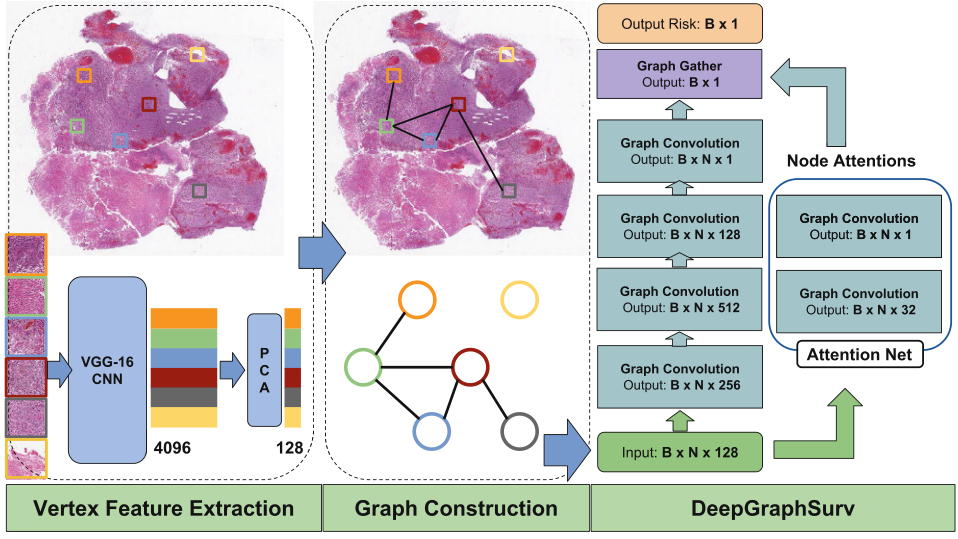 翻译:Graph CNN for Survival Analysis on Whole Slide Pathological Images ...