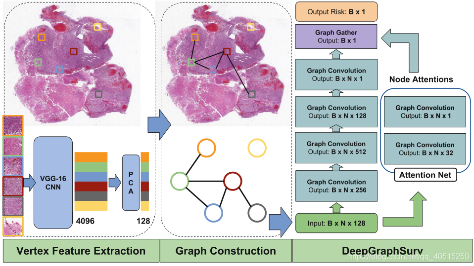 DeepGraphSurv的架构。基于6个随机patch的128个压缩vg -16特征构造WSI上的6个节点图。在实际实验中，我们在WSI上采样了1000多个补丁(作为图节点)。