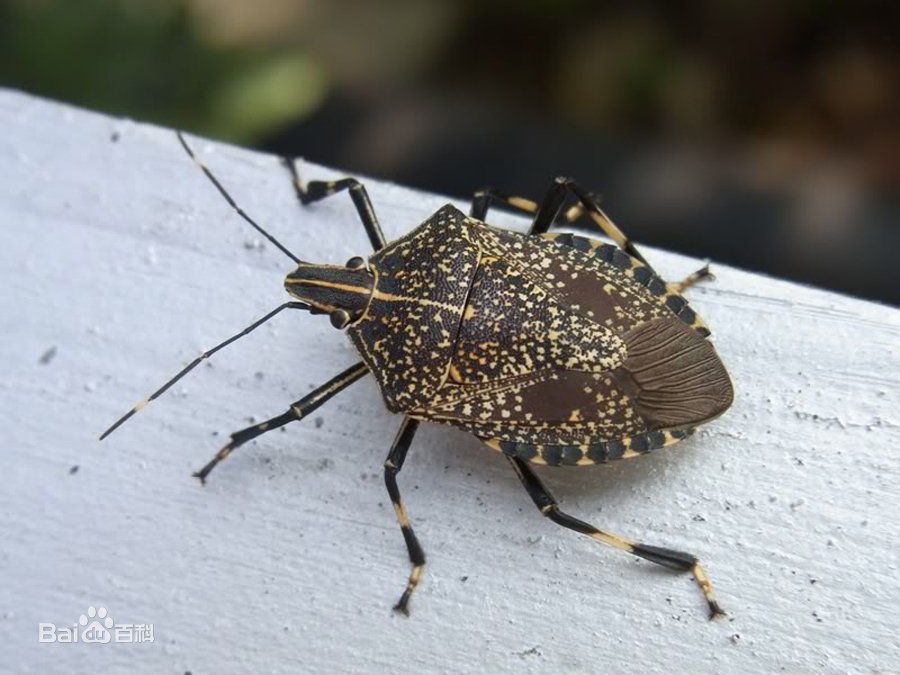 麻皮蝽柳蓝叶甲黄刺蛾褐边绿刺蛾