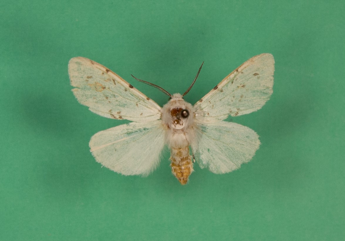 美国白蛾麻皮蝽柳蓝叶甲黄刺蛾褐边绿刺蛾