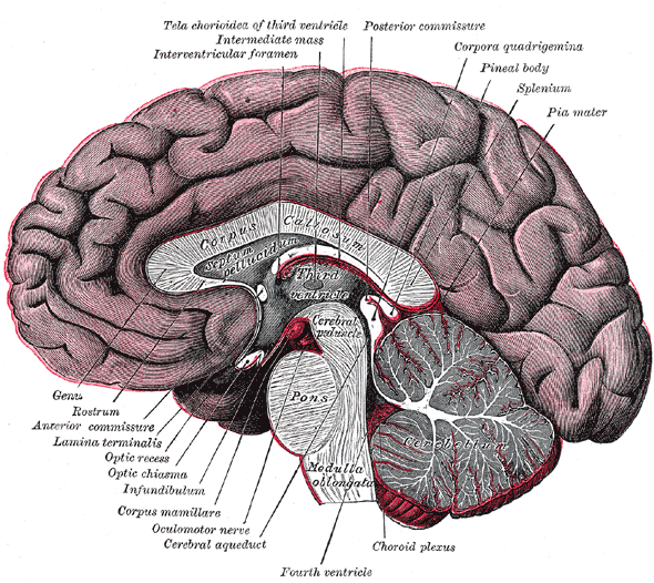 fieldtrip学习——1.坐标系介绍（ctf坐标系和acpc坐标系简介)