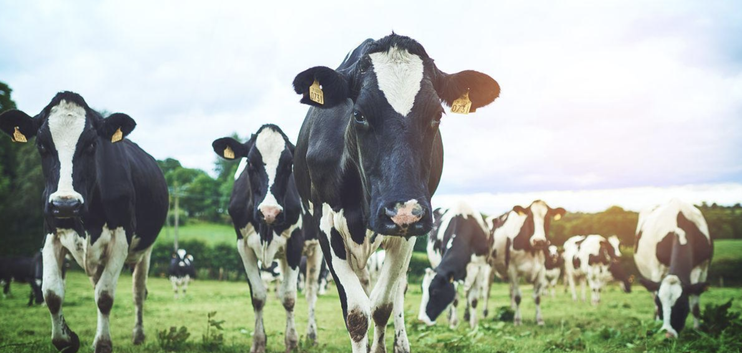 斯尼格(sing) - 技术也将乌拉圭牛肉推到了最苛刻的市场