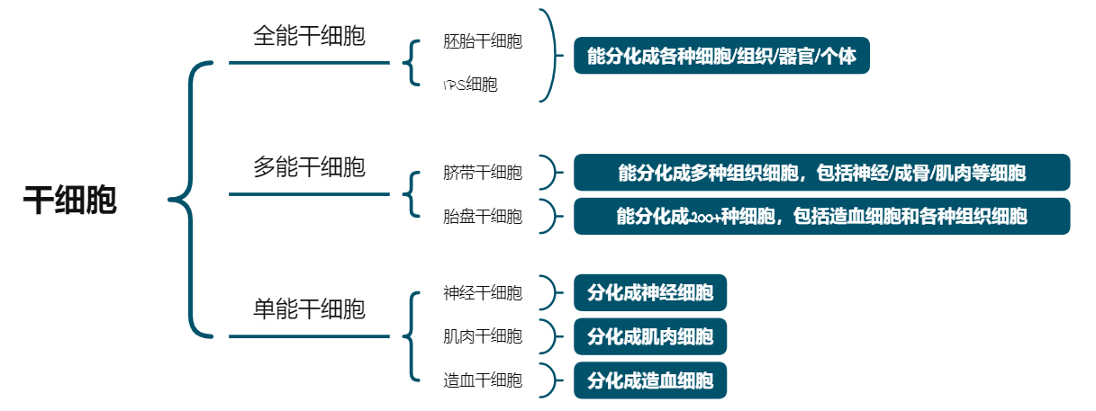 干细胞的分类图