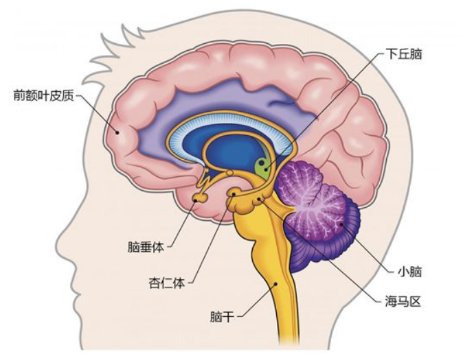 内侧颞叶和海马体负责将短时转化为长时记忆长时记忆存储在大脑皮层中