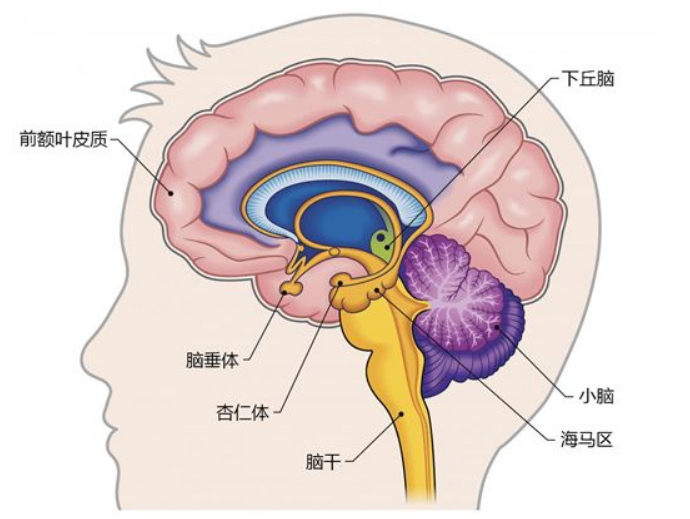 额顶叶皮层图片