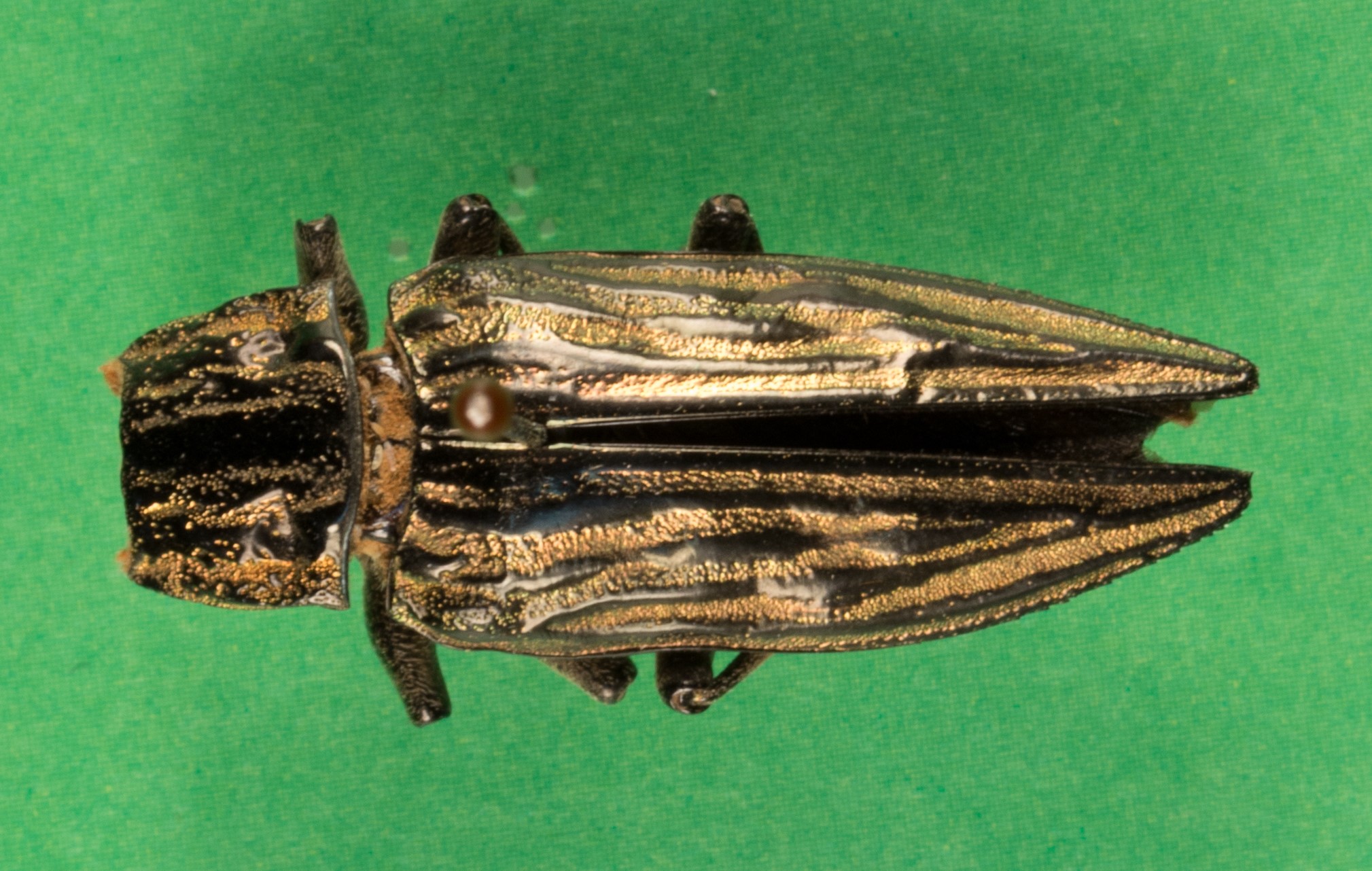 桑天牛霜天蛾丝带凤蝶松墨天牛星天牛杨扇舟蛾杨小舟蛾