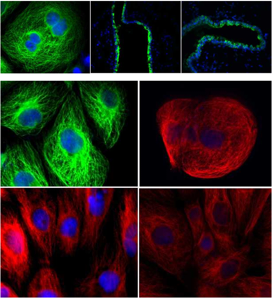 fitc海藻糖异硫氰酸荧光素标记海藻衍生物