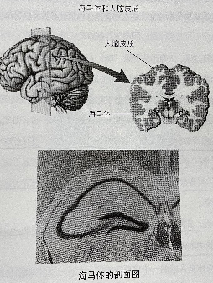 读考试脑科学脑科学中的高效记忆法笔记