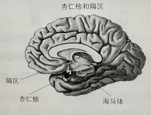 读考试脑科学脑科学中的高效记忆法笔记