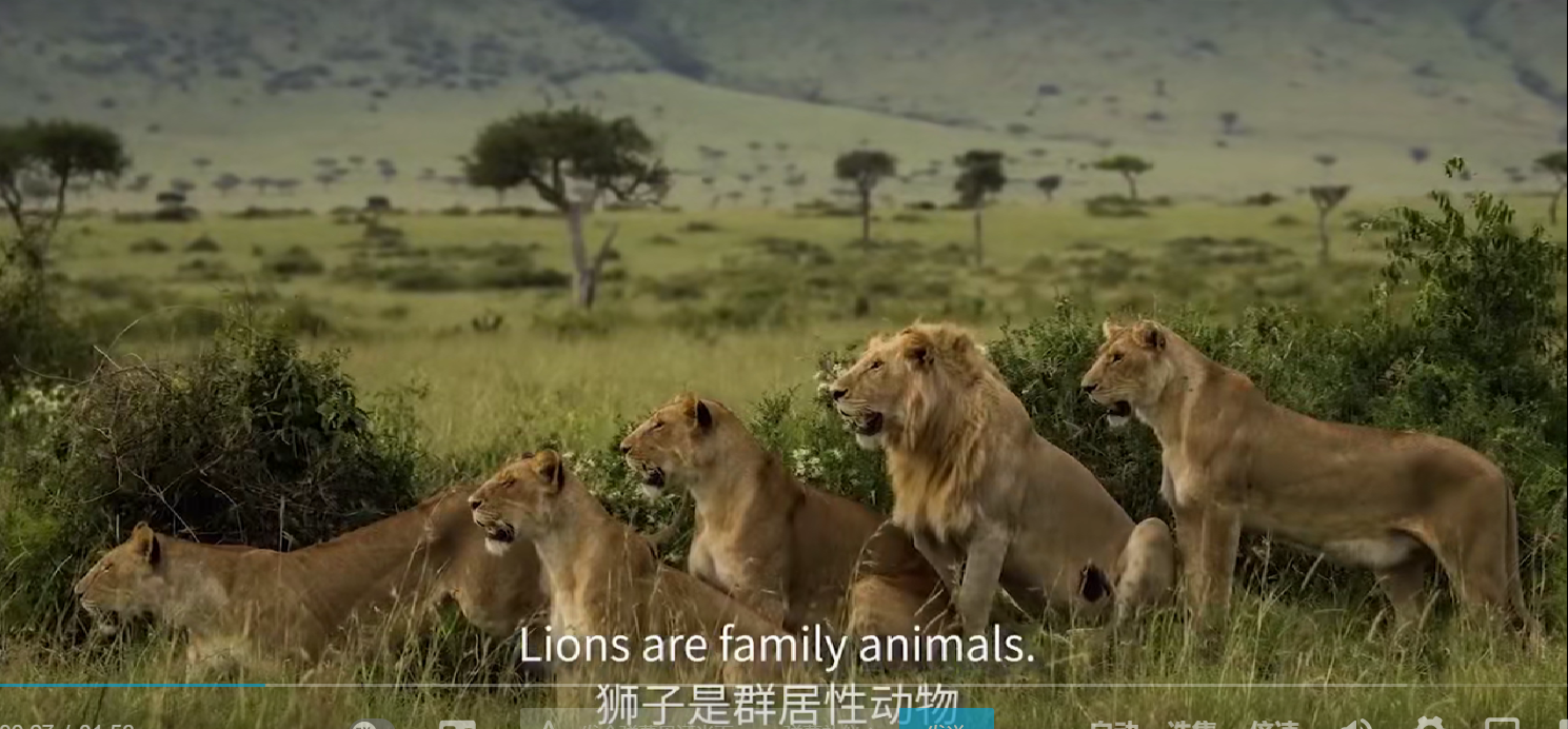 50集全国家地理双语纪录片第26集lion学习笔记