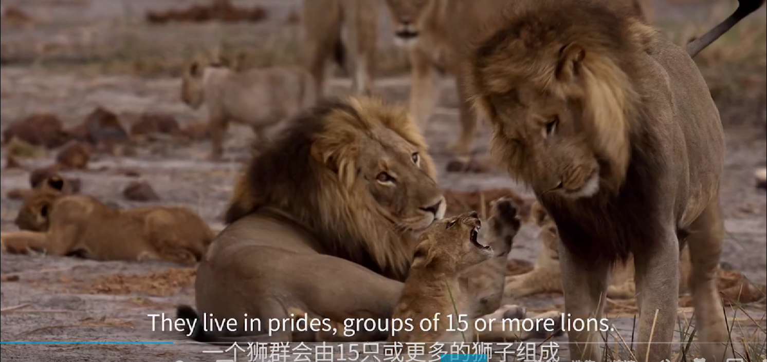 50集全国家地理双语纪录片第26集lion学习笔记