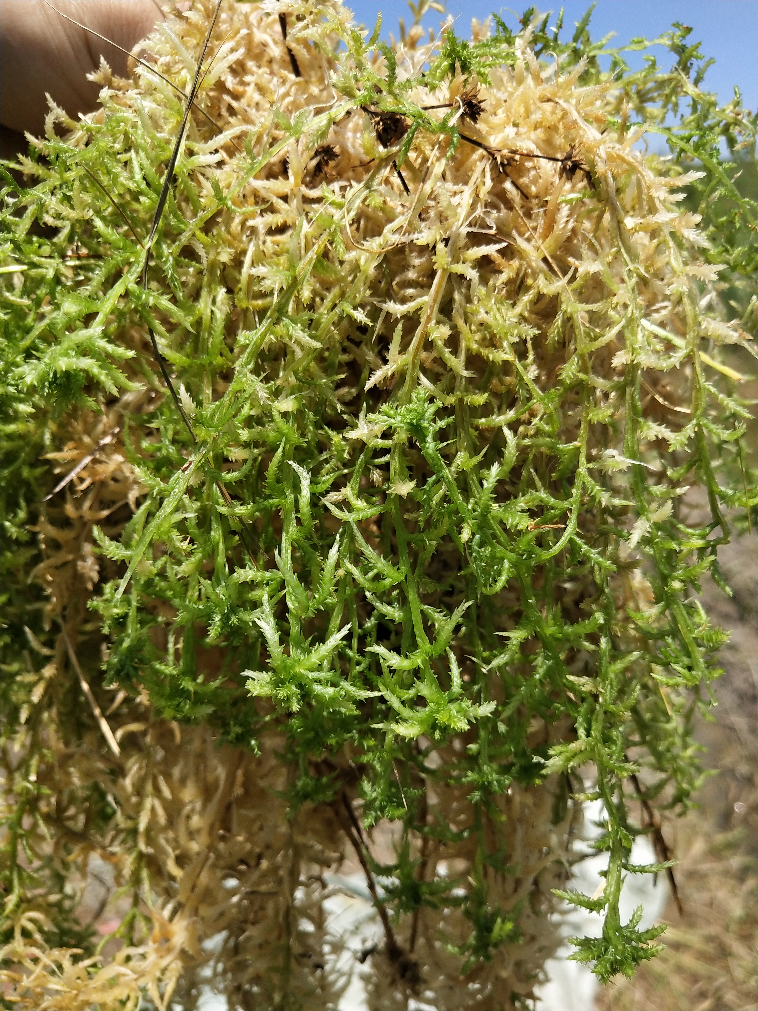 贵州人工种植水苔图片