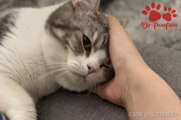 爪爪博士 猫咪身上有寄生虫 会有哪些具体表现症状 议点情报局的博客 Csdn博客 爪爪博士 猫咪身上有寄生虫 会有哪些具体表现症状 议点情报局的博客 Csdn博客