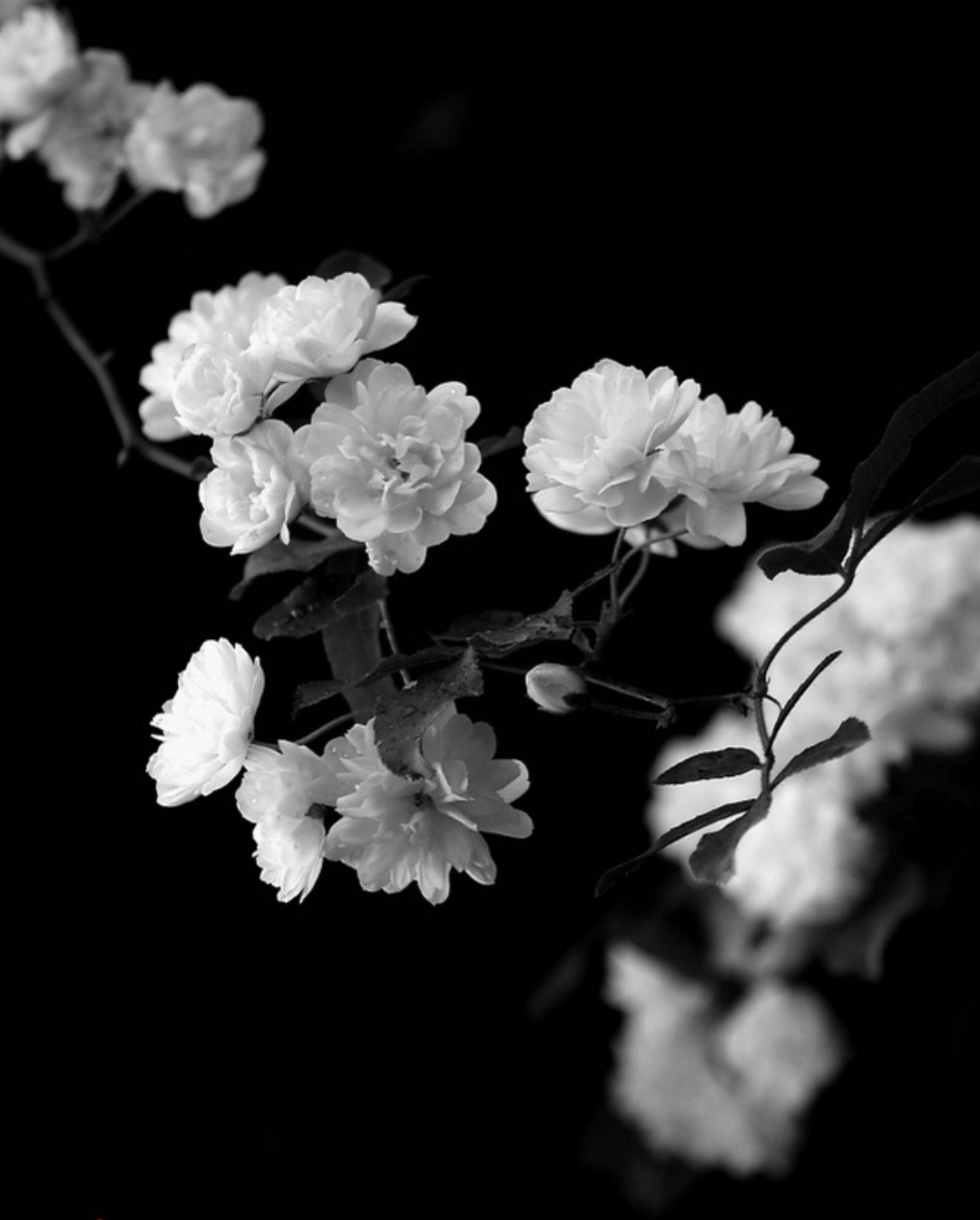 挥毫细写安魂字,轻拣粗读床头案.行至桥上空无人,倚栏独叹望车去.