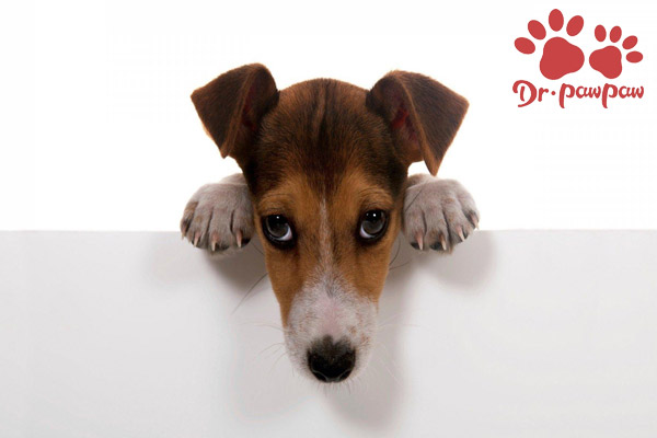 威洛特:狗狗乱咬东西都是有原因的