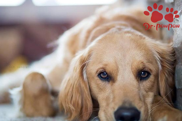 威洛特:导致狗狗食欲不振的原因有哪些