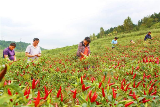 辣椒要想种得好，先看土壤质量过不过关