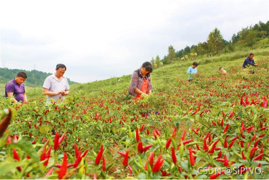 辣椒要想种得好，先看土壤质量过不过关