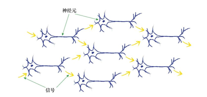 神经元就会发射信号,沿着轴突,到达终端,将信号传递给下一个神经元的