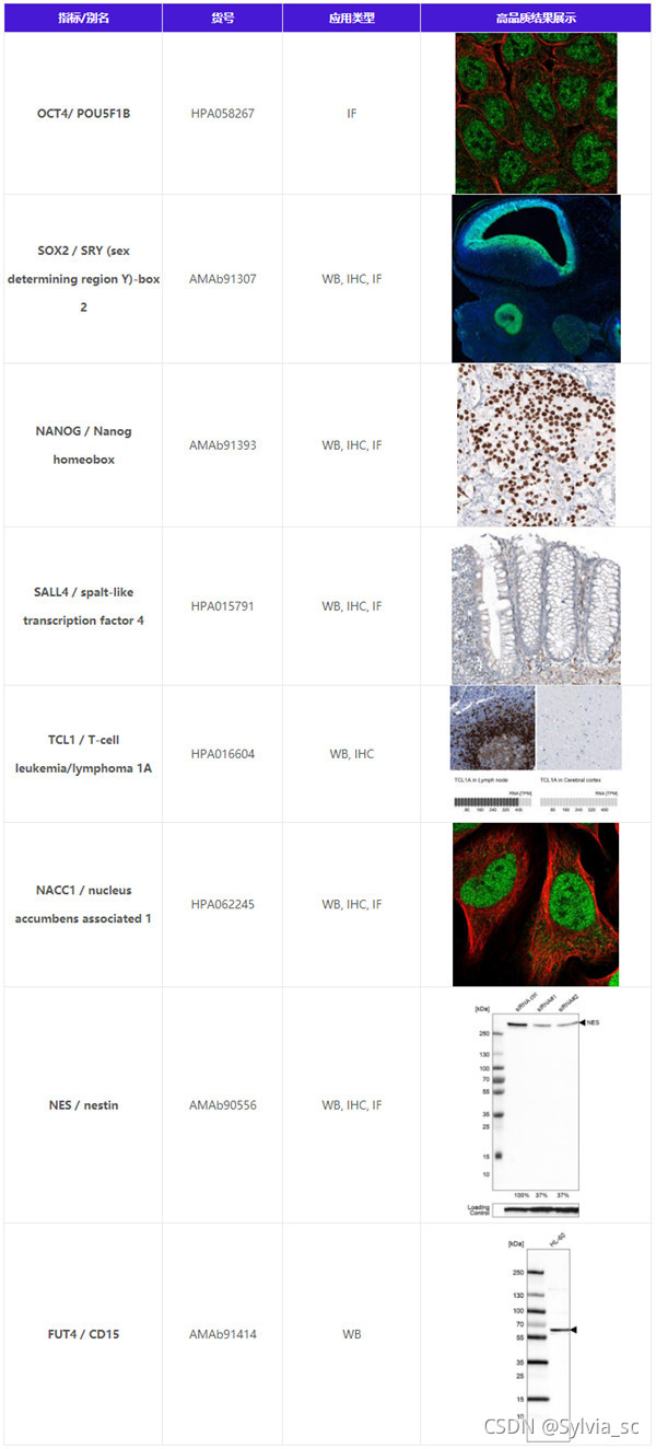 多种胚胎干细胞标志物抗体结果图展示