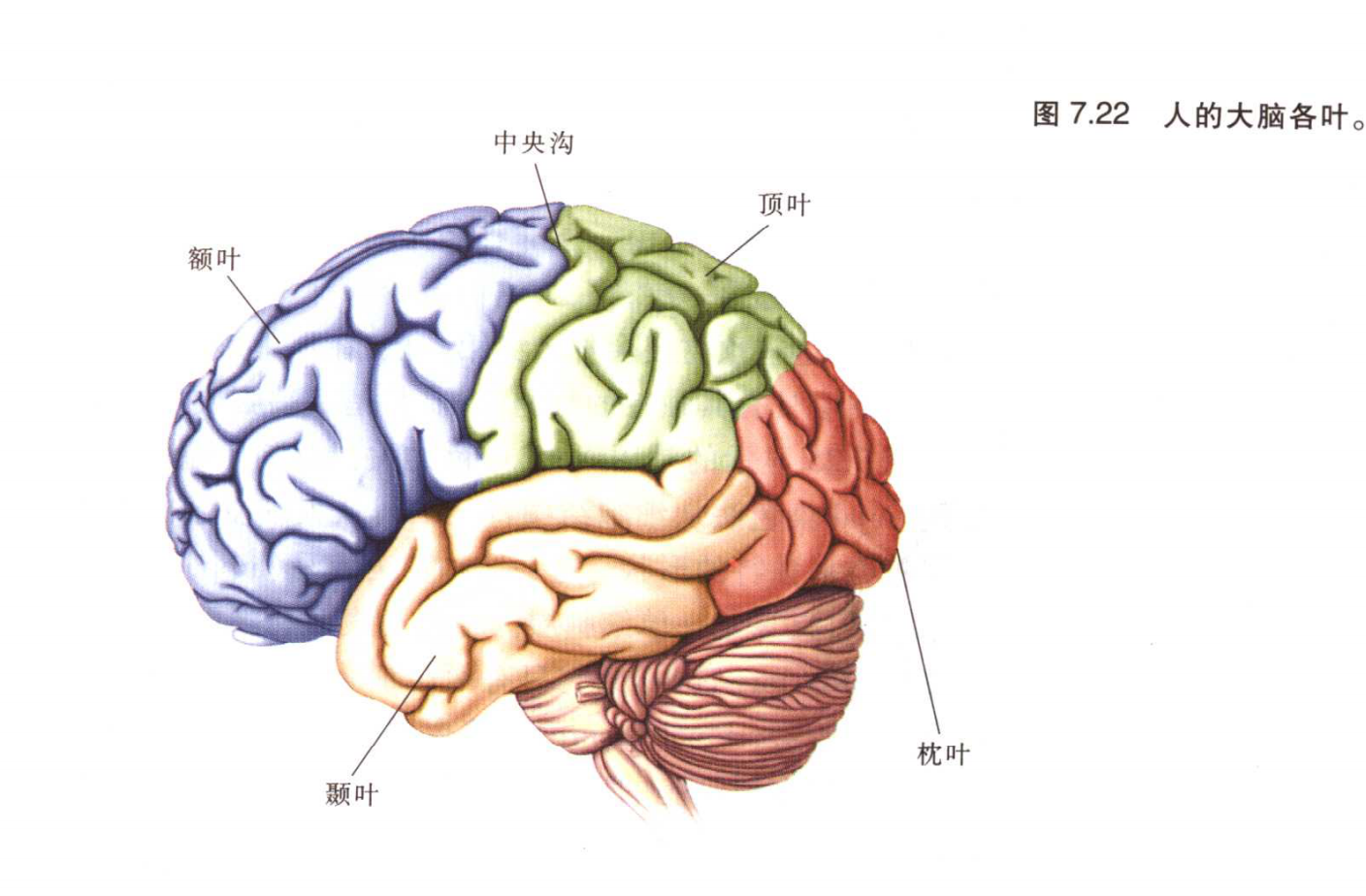 脑结构图图片