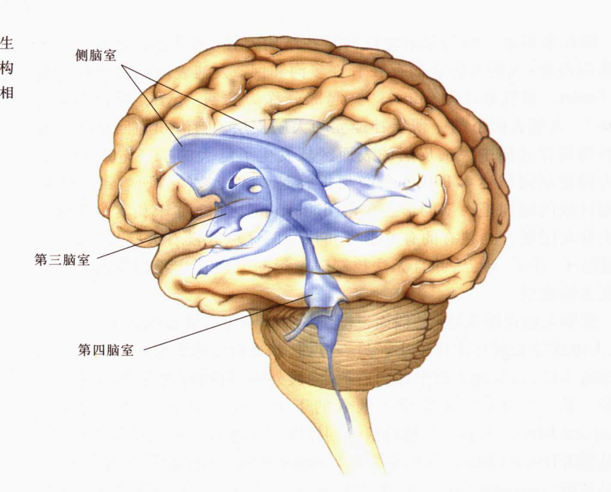 脑后部结构图片