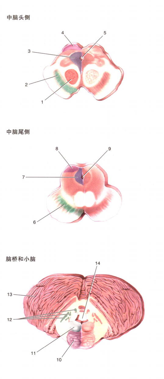 橄榄体解剖图片