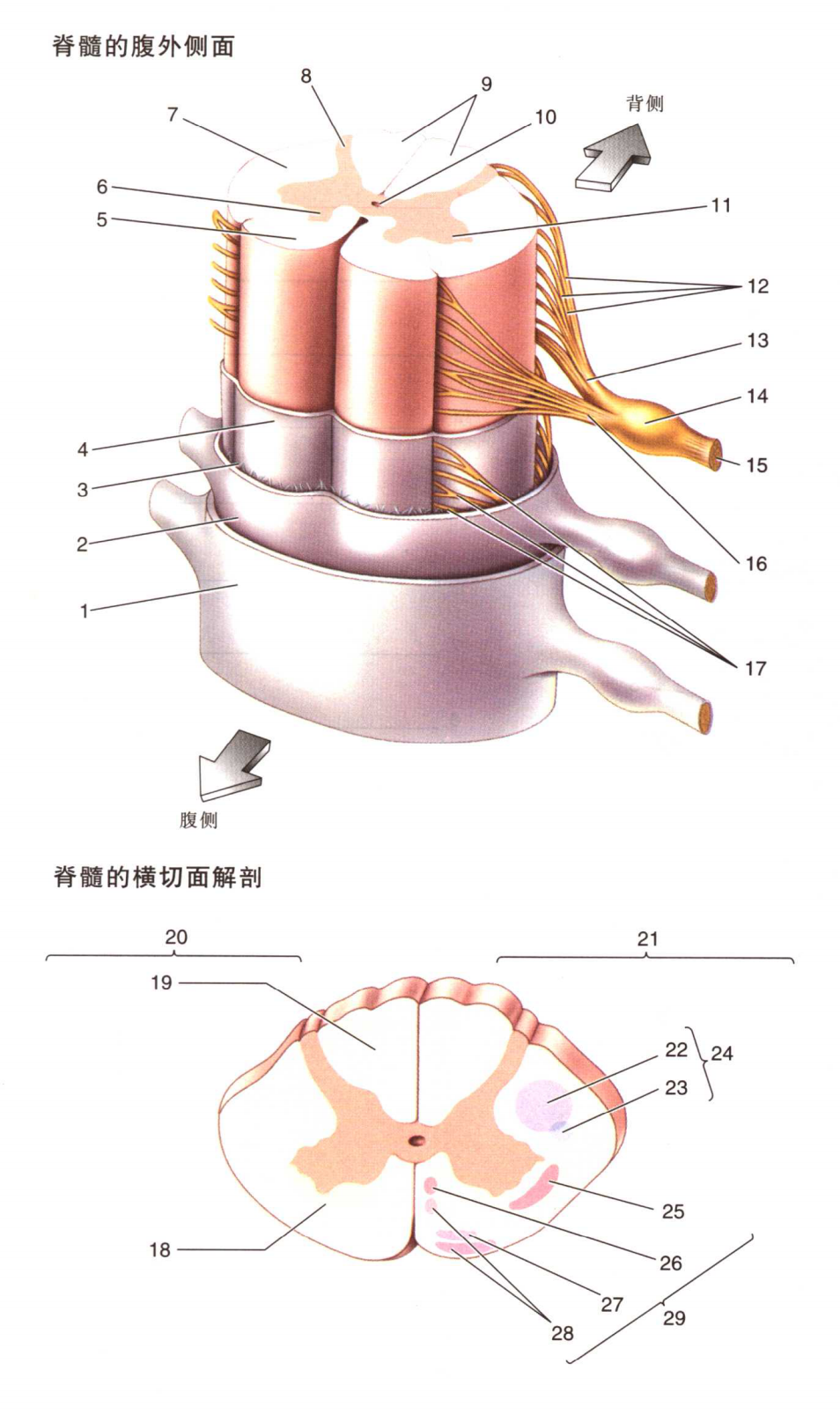 腹柱  6 腹角 7 侧柱  11 侧角9 背柱  8 背角 10 脊髓中央管12 背根