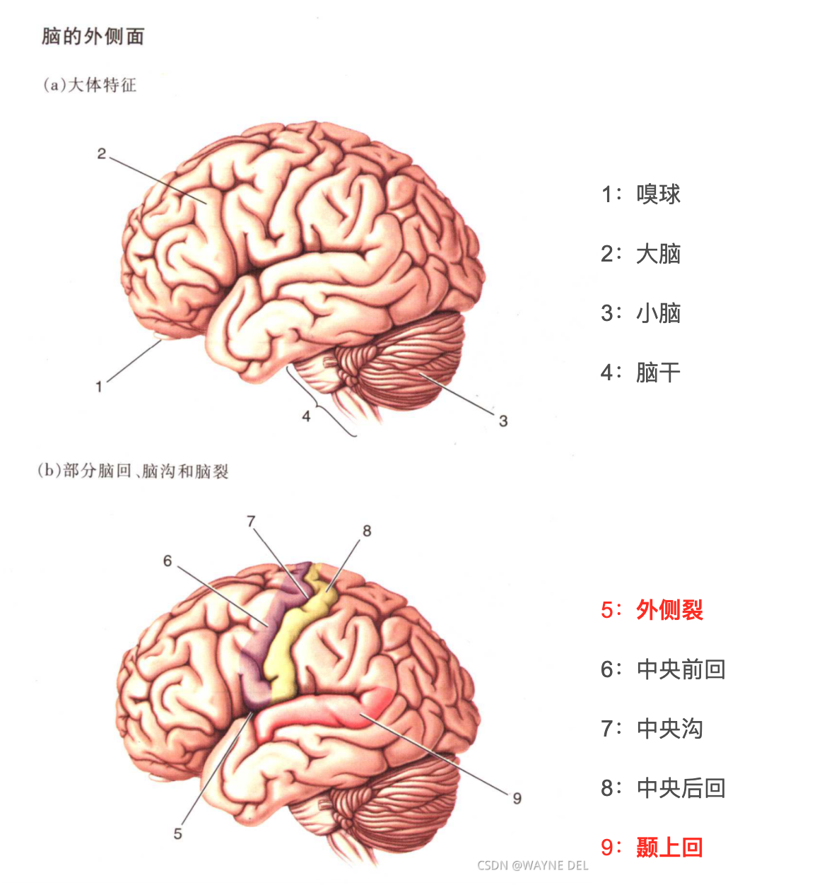 大脑解剖图(纯图片)