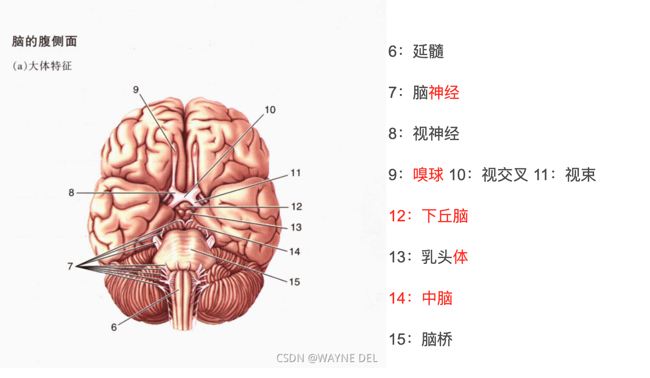 大脑解剖图纯图片