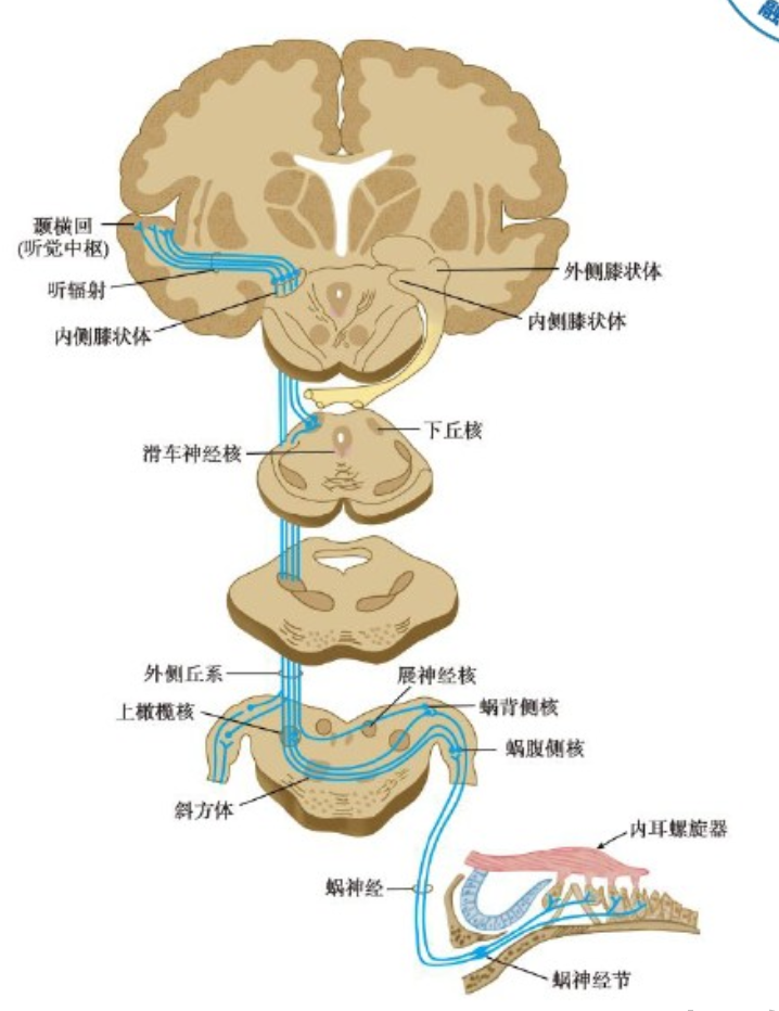 听觉中枢传导通路图图片