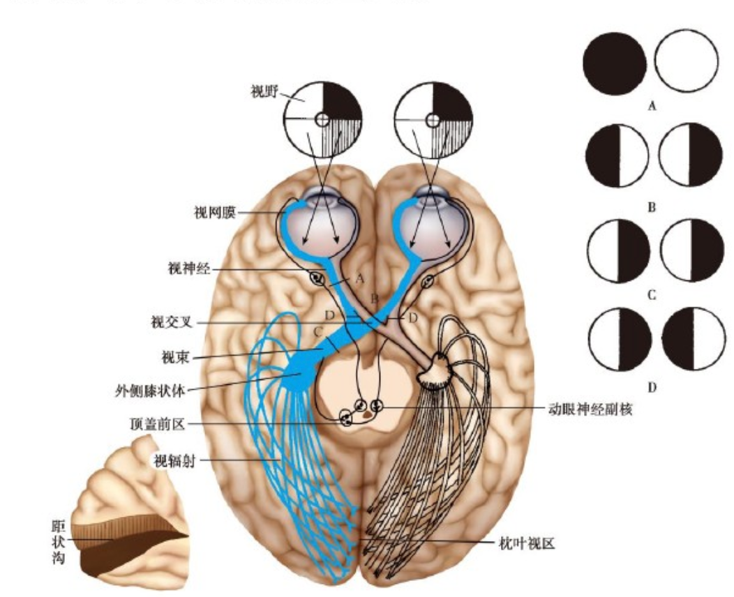 视觉传导通路图片