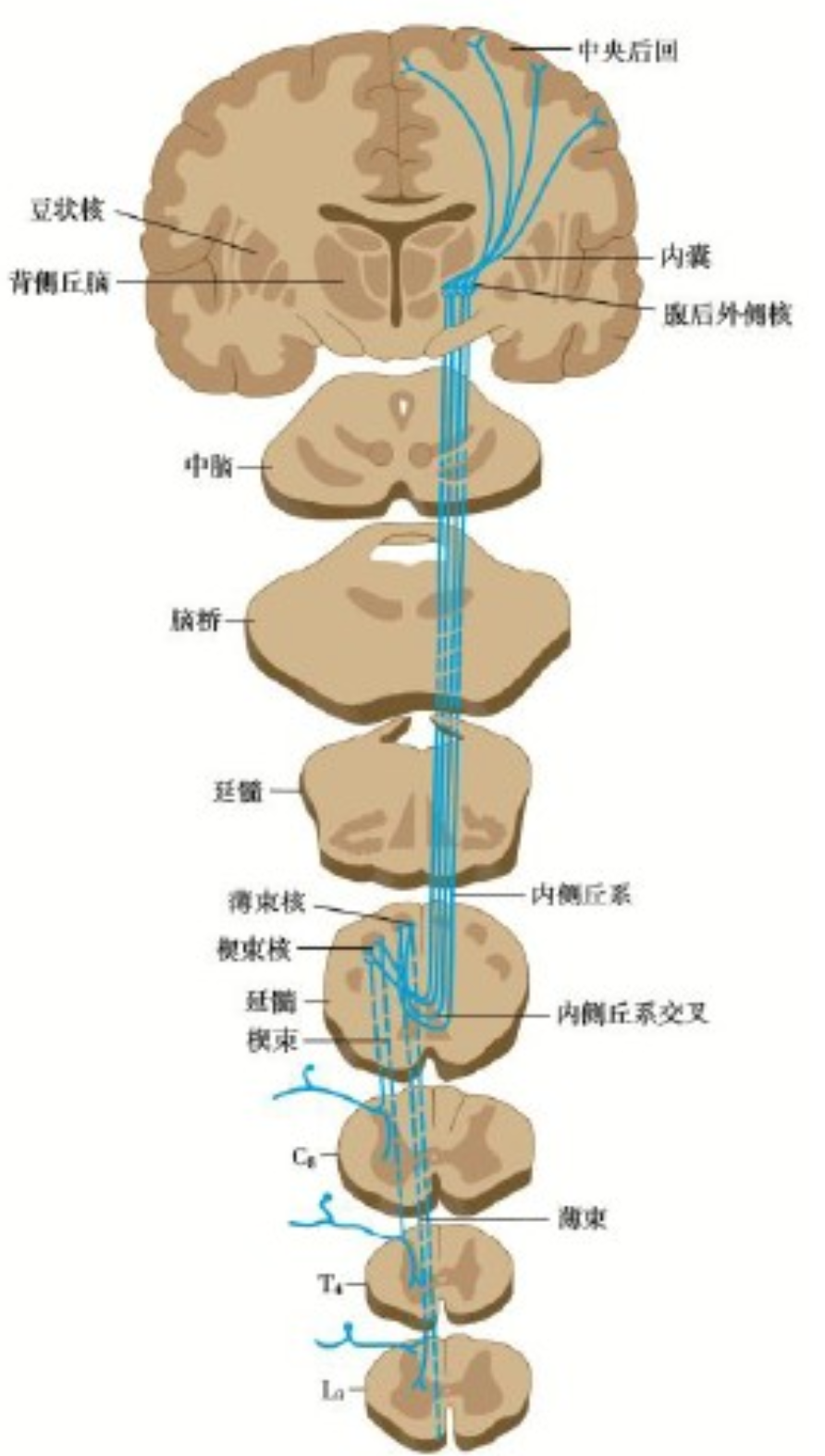 (第2)——脑桥内形成斜方体交叉至对侧——下丘(第3)——内侧膝状体