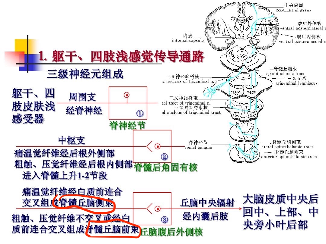 必修三下丘脑功能图图片