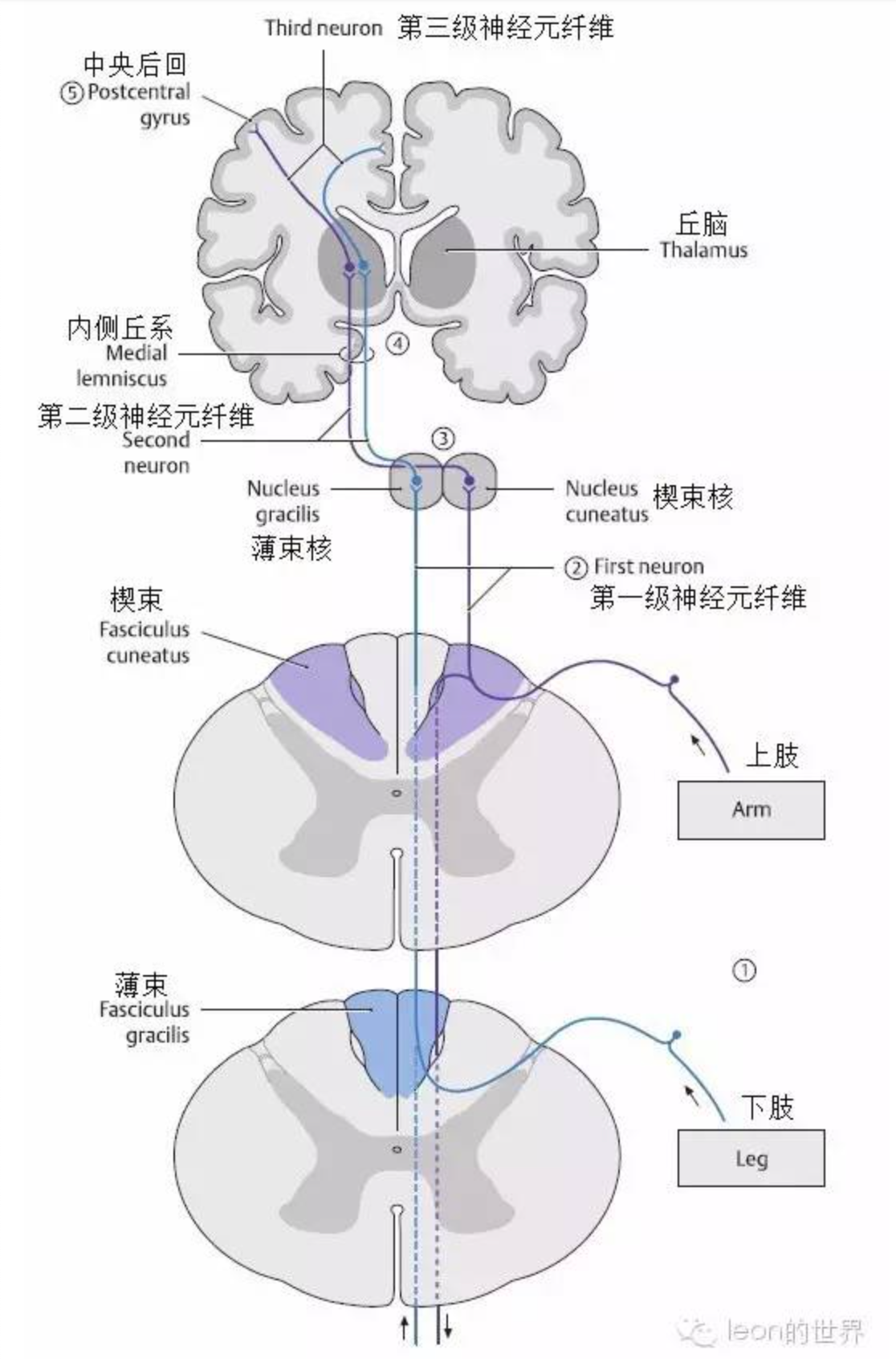 (第2)——脑桥内形成斜方体交叉至对侧——下丘(第3)——内侧膝状体