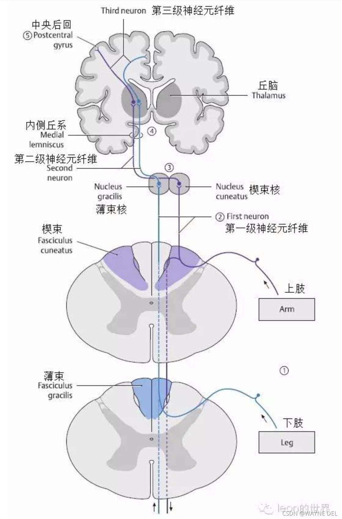 功能和通路_WAYNE DEL的博客-CSDN博客_布罗德曼分区