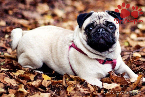 爪爪博士 狗狗被蜜蜂蛰伤后的具体处理方法 议点情报局的博客 Csdn博客 爪爪博士 狗狗被蜜蜂蛰伤后的具体处理方法 议点情报局的博客 Csdn博客