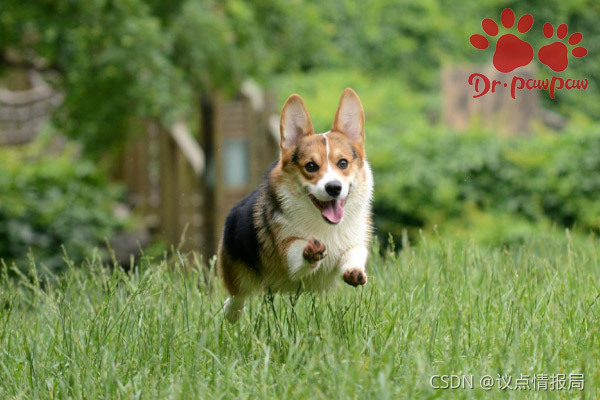 爪爪博士 狗狗被蜜蜂蛰伤后的具体处理方法 议点情报局的博客 Csdn博客 爪爪博士 狗狗被蜜蜂蛰伤后的具体处理方法 议点情报局的博客 Csdn博客