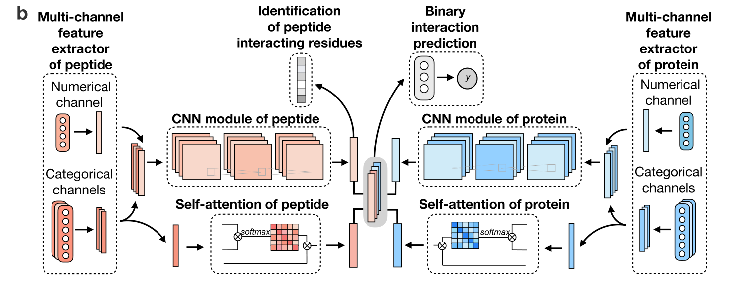 A Deep-learning Framework For Multi-levelpeptide–protein Interaction ...