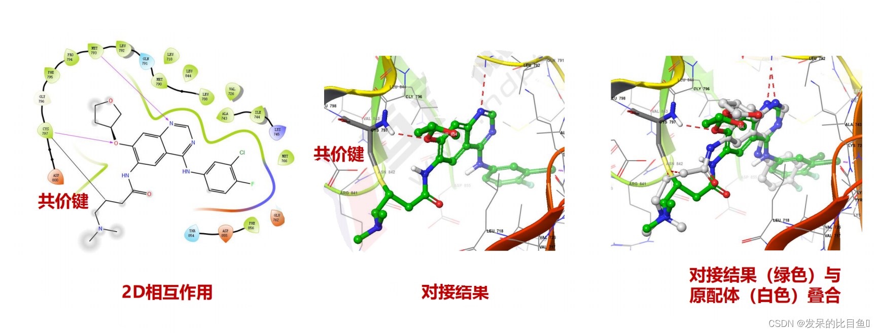 分子共价对接（Covalent Docking）