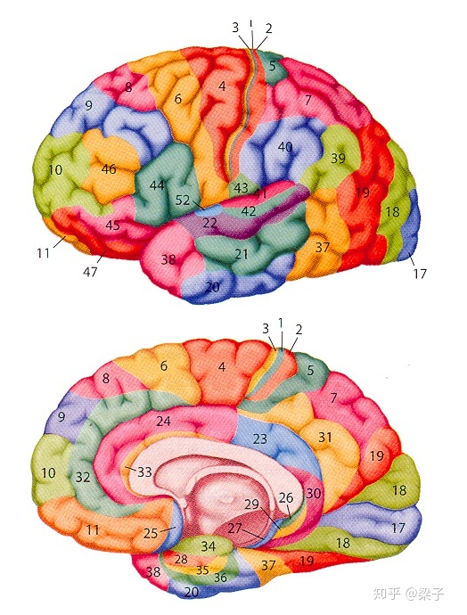 详解脑的功能区域分布以及布罗德曼分区系统